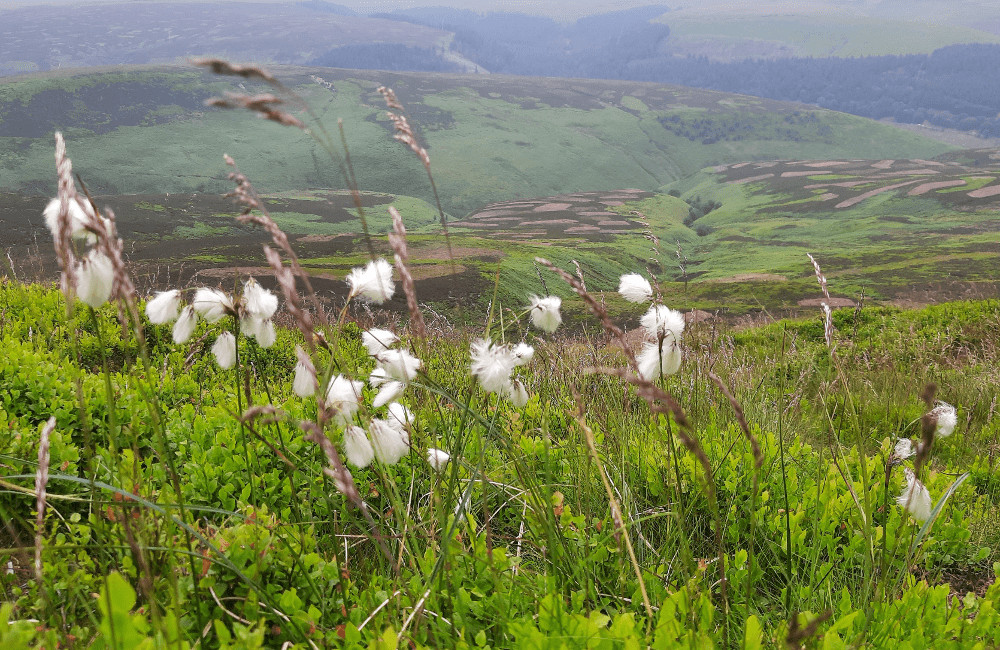Cotton Grass, Kinder North Edge, Peak District