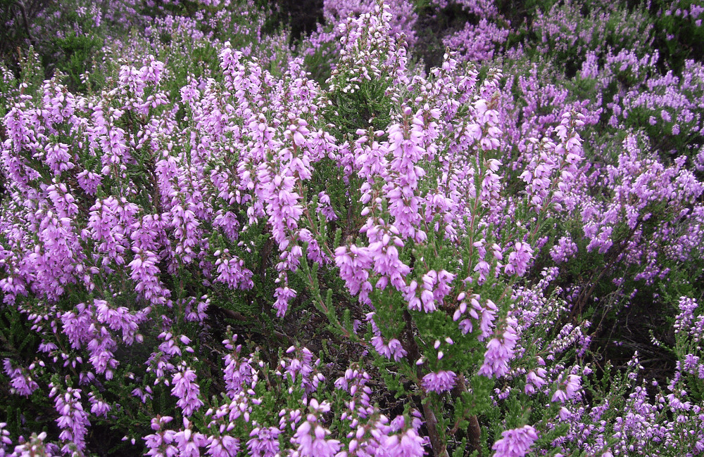 Heather Peak District