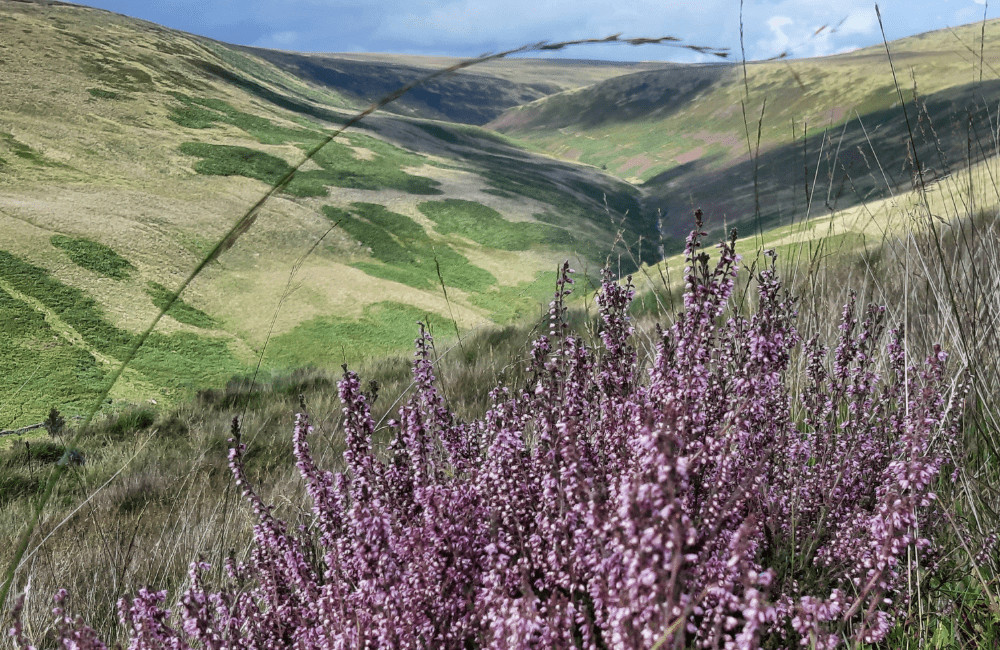 West End Moss Black Hill Heather Peak District