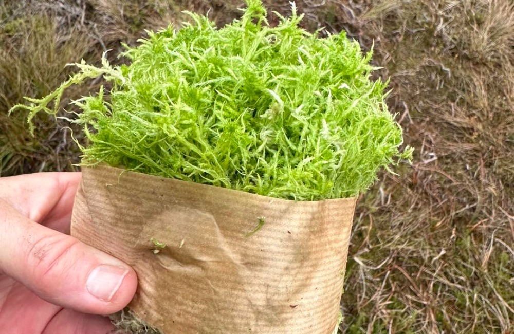 Sphagnum Moss Moors for the Future Volunteer Peak District